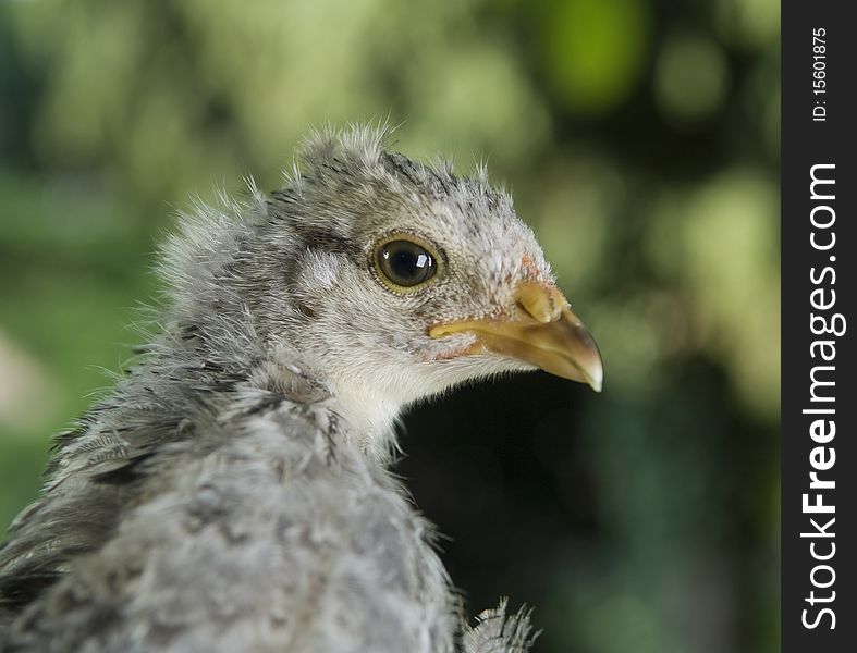 Chick on hand with green background