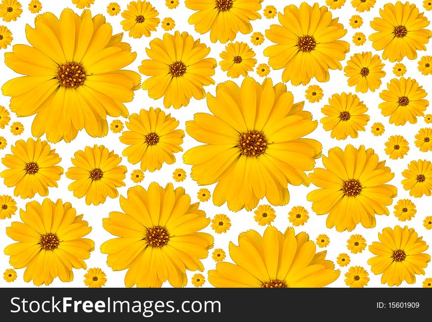 Yellow flowers on white background. Yellow flowers on white background.