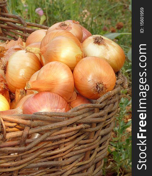 A Basket Of Onions.