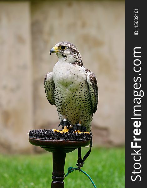 Sitting peregrine falcon (falco peregrinus)