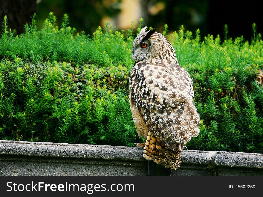 Long-eared owl, Asio Otus,. Long-eared owl, Asio Otus,