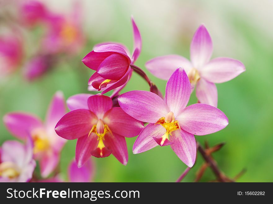 Light Pink Beautiful Orchid