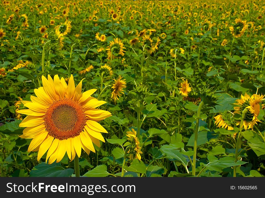 Beautiful sunflower in a field