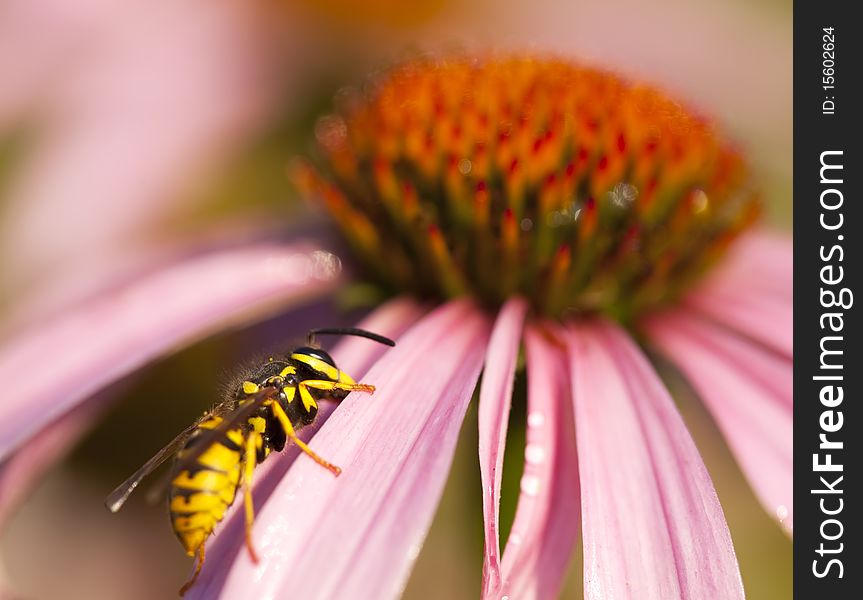 Close up summer scene: wasp on coneflower petal