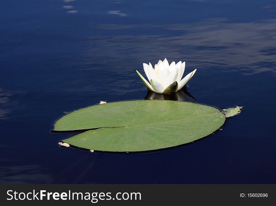 The white waterlily floats in dark water