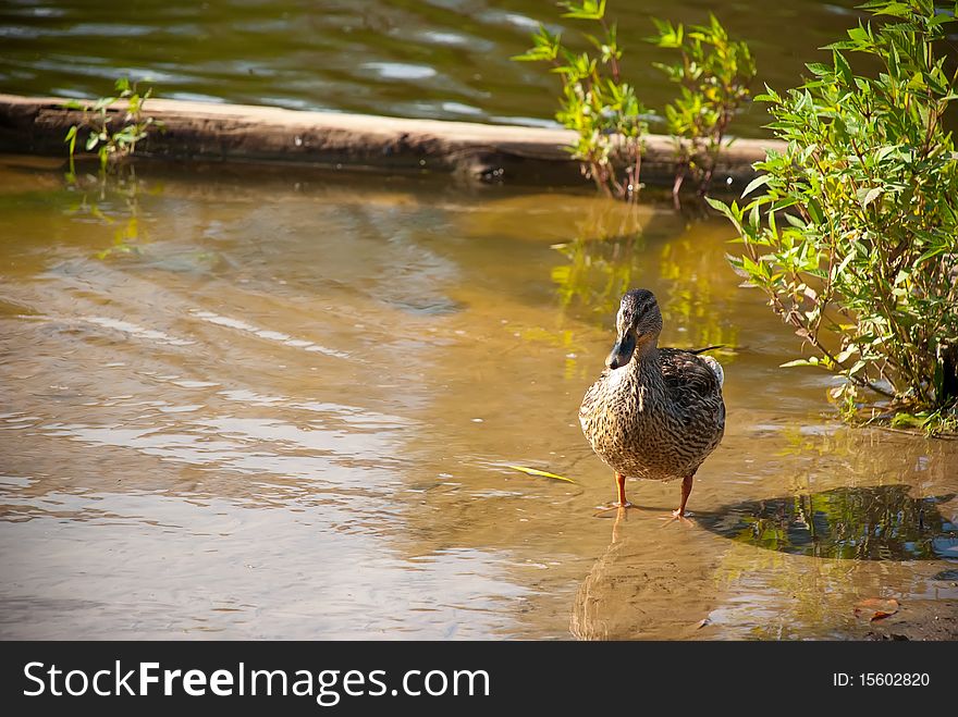 Duck standing in the water