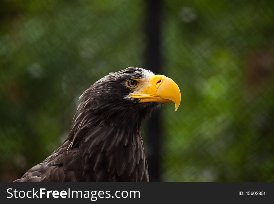 Bald eagle head close up on green