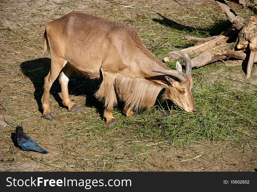 Goat eating grass in summer