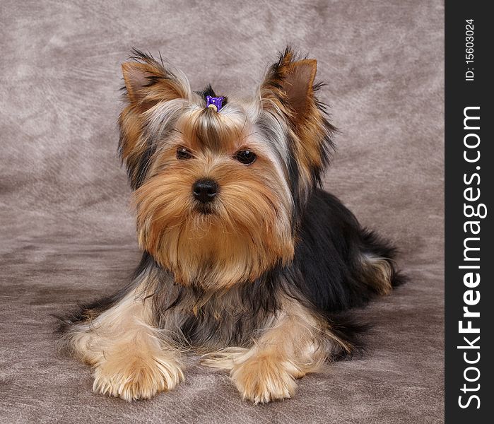 Puppy of the Yorkshire Terrier with hairpin
