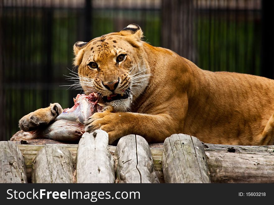 Lion lunch