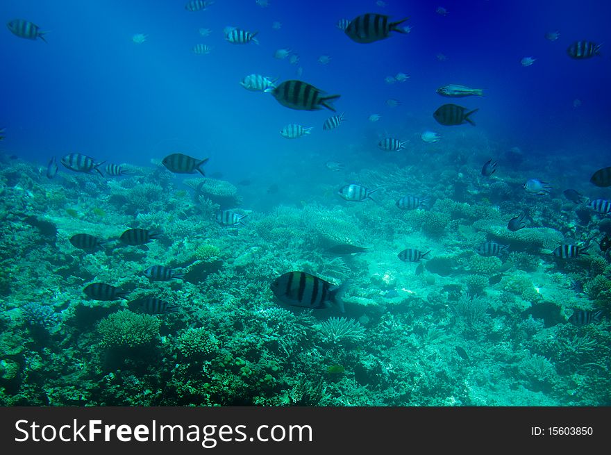 Underwater landscape of Red sea. Underwater landscape of Red sea.