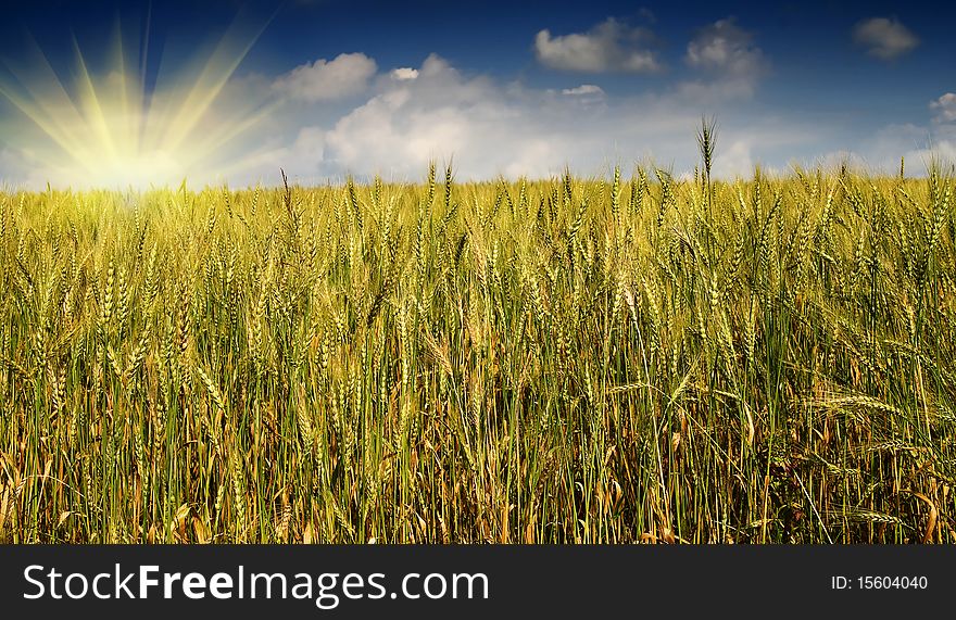 Summer view of ripe wheat and fun sun early morning. Summer view of ripe wheat and fun sun early morning.