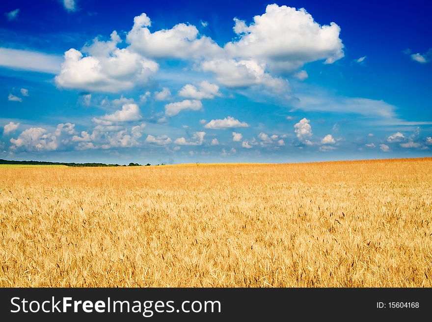 Beautiful golden field of ripe wheat and fun sun by summer. Beautiful golden field of ripe wheat and fun sun by summer.