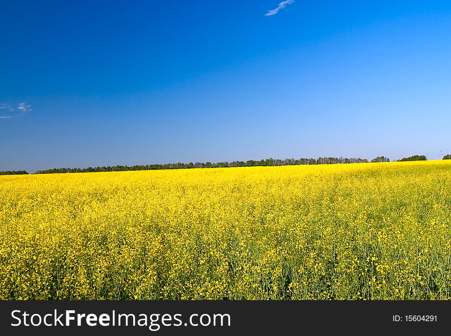 Wonderful  golden rapeseed field.