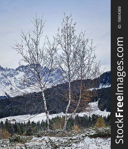 Defoliated birches now waiting for the snow of winter,dolomites, italy. Defoliated birches now waiting for the snow of winter,dolomites, italy