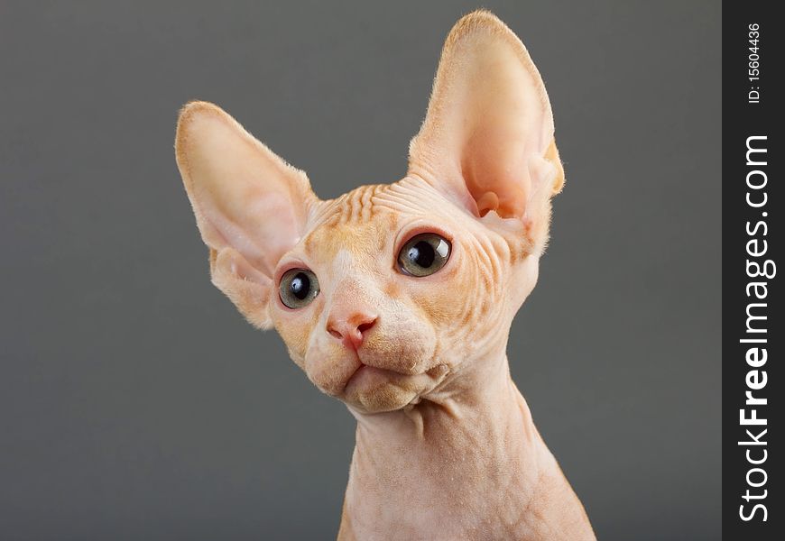 Cat of breed the Canadian Sphynx.