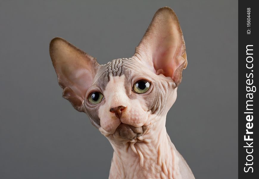 Sphynx