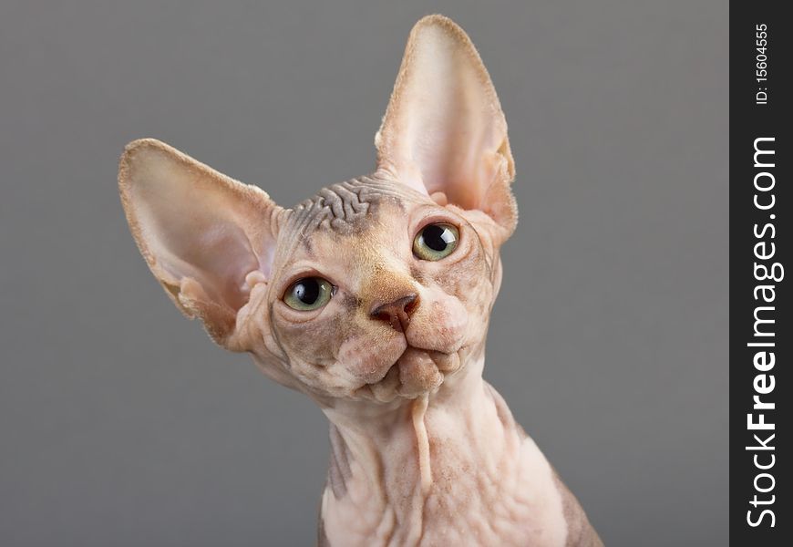 Sphynx