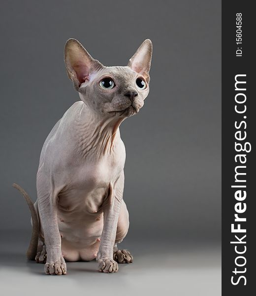 Cat of breed the Canadian Sphynx.