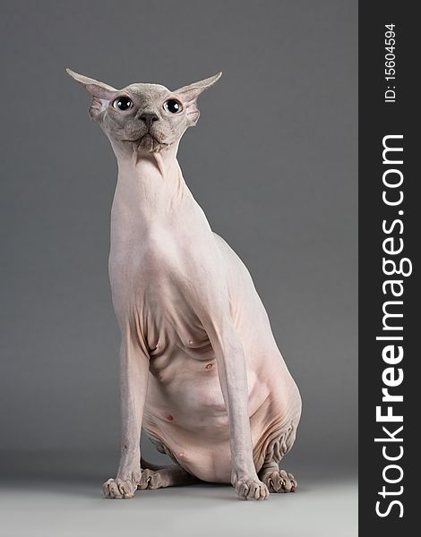 Sphynx