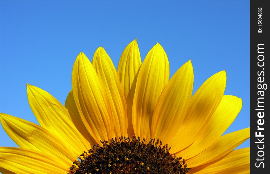 Blooming sunflower on the clear sky background
