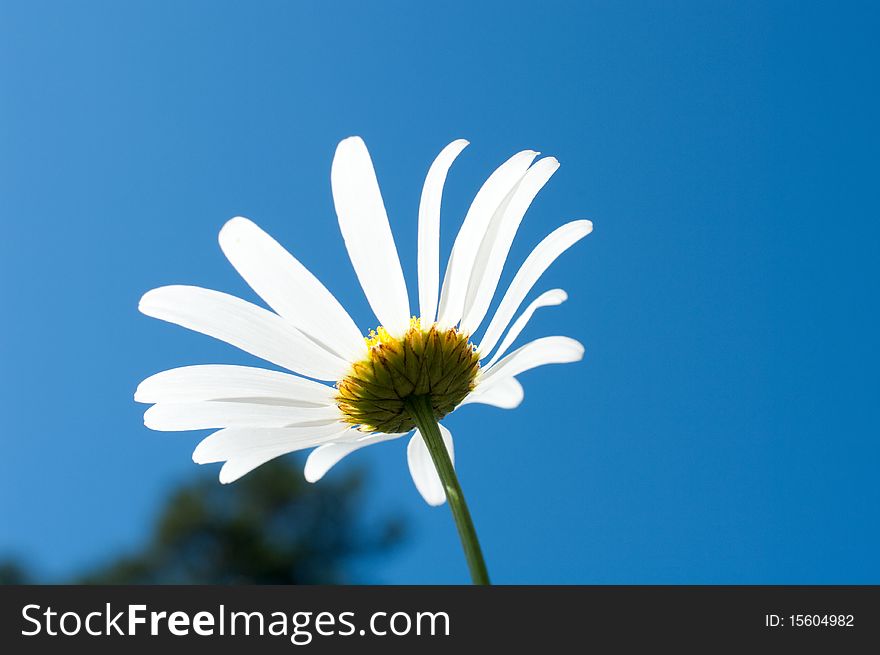 Beautiful white camomile and butterfly