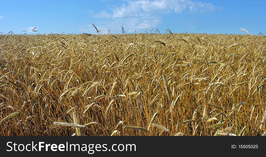 Cereal field