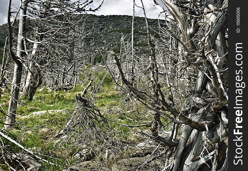 Trees after fires and natural disasters. Trees after fires and natural disasters