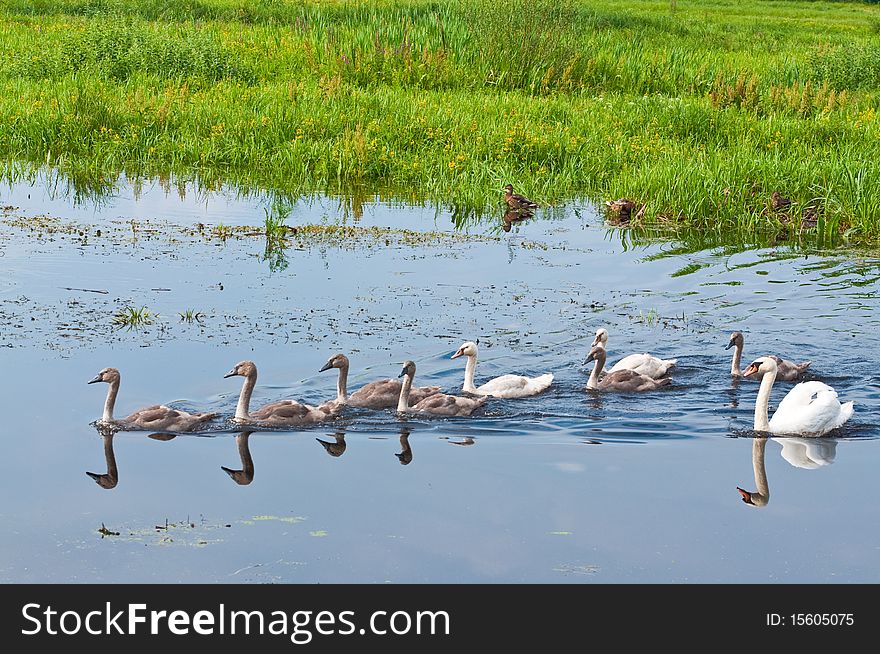 Swans family swimming in water. Swans family swimming in water