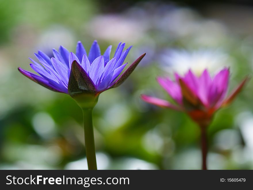 Beautiful purple and pink lotus. It likes a warm weather. Beautiful purple and pink lotus. It likes a warm weather.