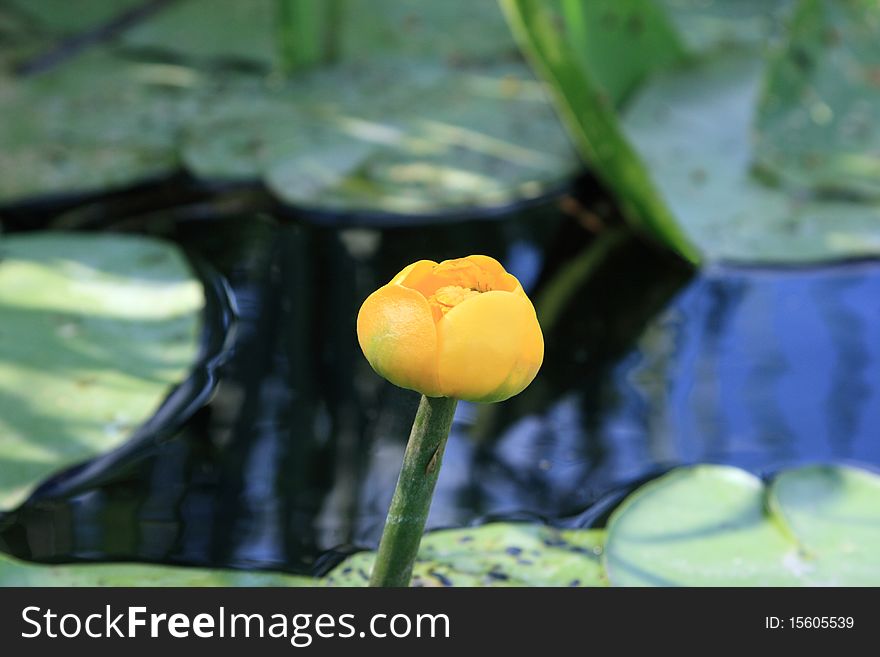 Flower of a yellow waterlily close up. Small depth of sharpness.