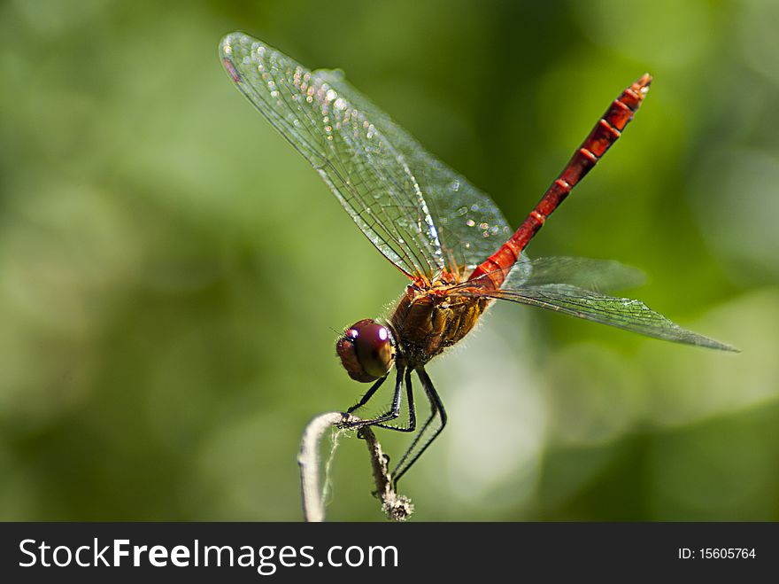 Image of a red dragonfly at rest.