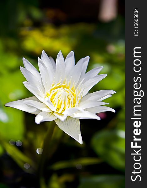 Lotus , be Thai high class flower of a Thai ,. Lotus , be Thai high class flower of a Thai ,