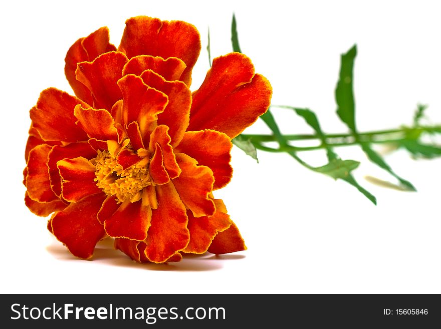 Carnation (Dianthus) flower isolated on white background. Carnation (Dianthus) flower isolated on white background