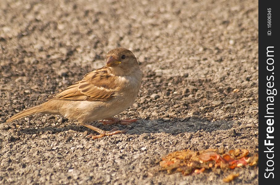 Female sparrow eating bird seed
