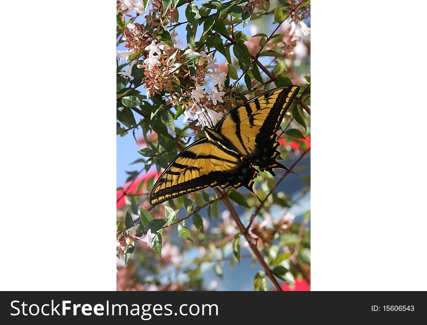 A swallowtail butterfly summering in New Mexico, drinking the nectar of jasmine.