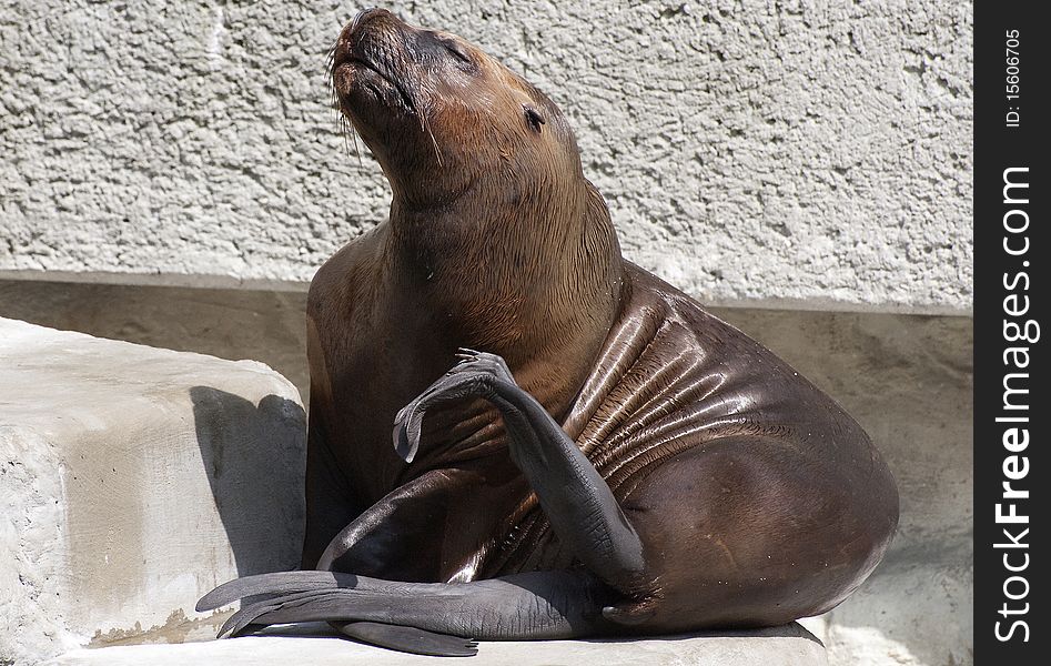 South American Sea Lion