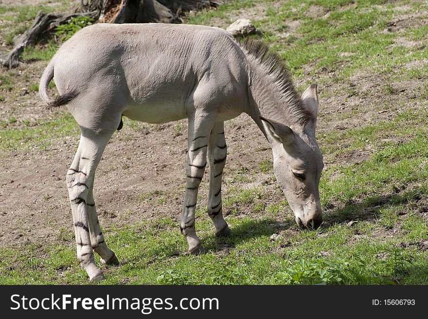 Young Somali Wild Ass is grazing