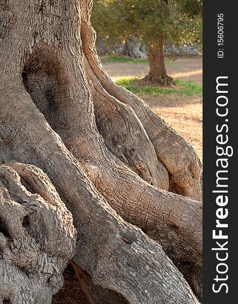 Centennial olive trees in Puglia, Italy, in the garden of a renovated farmhouse used as a residence