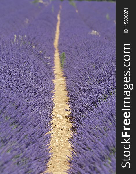 This is a picture of a lavender field in Aix en Provence, South of France, taken with Canon EF 70-200mm f/2.8 L IS USM vs mark II