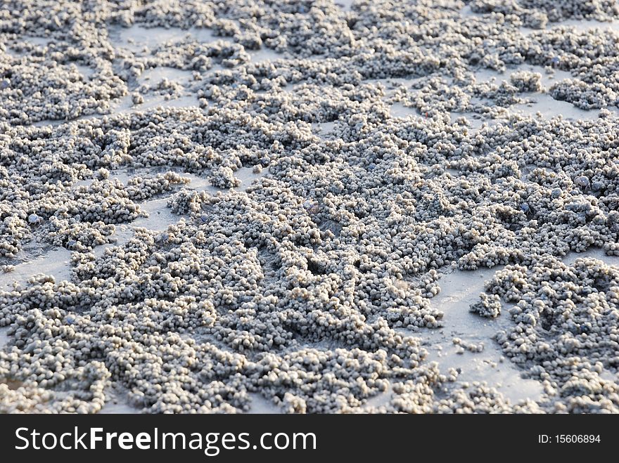 The sand with small sea crab on the beach in the morning. The sand with small sea crab on the beach in the morning