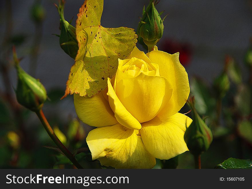 Yellow Rose in the garden. Yellow Rose in the garden