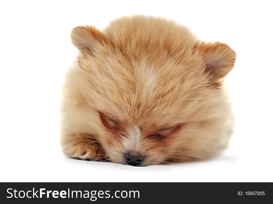 Puppy of spitz-dog (Dwarf Spitz, a.k.a. Pomeranian). 2 months old. Puppy of spitz-dog (Dwarf Spitz, a.k.a. Pomeranian). 2 months old