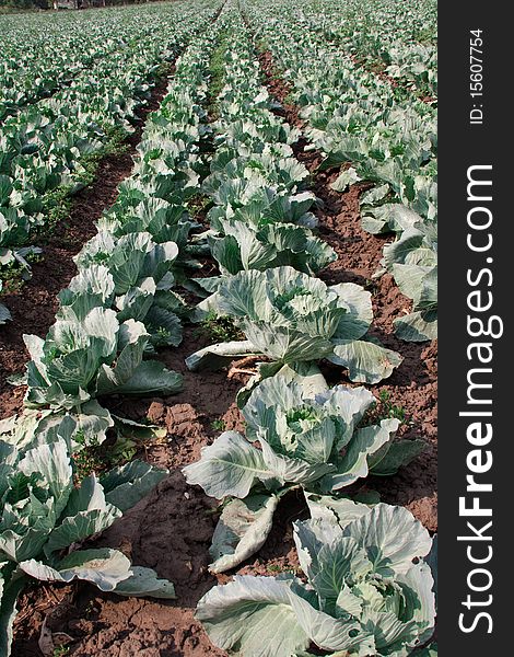 The field on which grows cabbages, cabbages growing in number