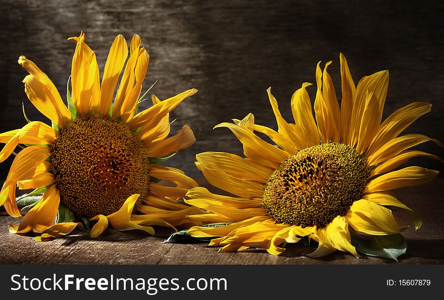 Two sunflowers on dark background