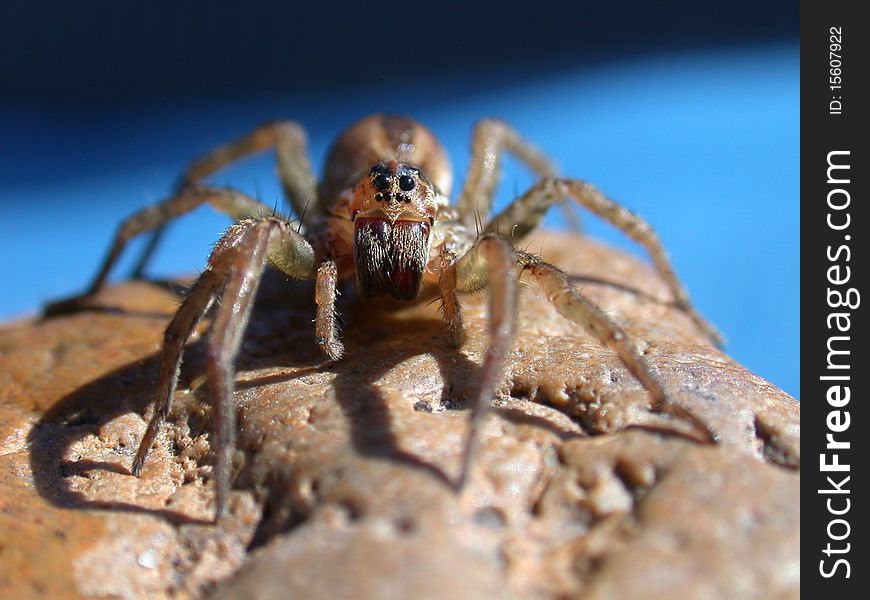 A gray spider is sitting on a stone before a blue background and is waiting for an insect to pass by. A gray spider is sitting on a stone before a blue background and is waiting for an insect to pass by.