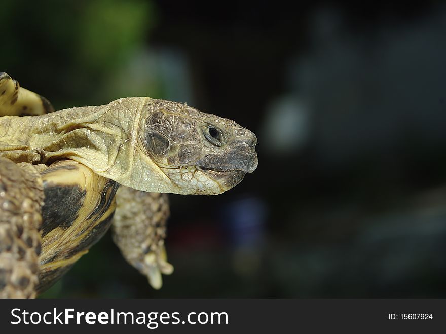 Grassland tortoise from upraised head