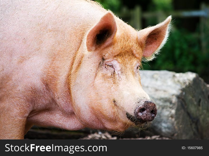 A horizontal image of a Tamworth pig with a funny expression on its face
