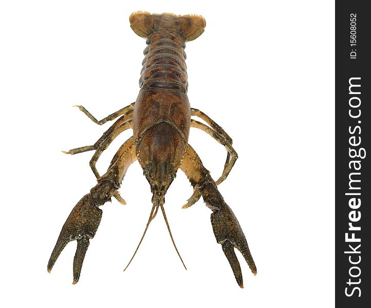 Big crayfish