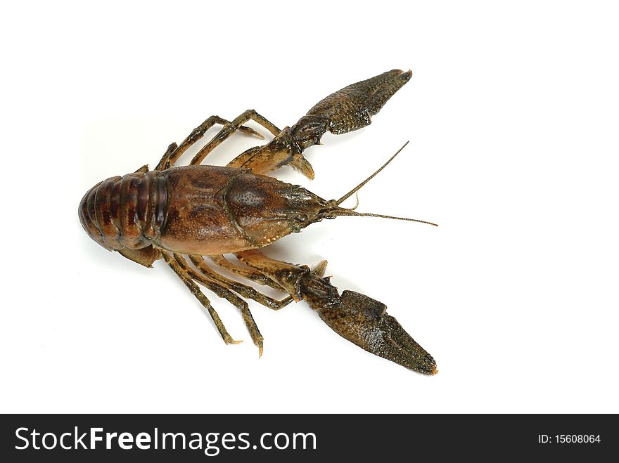 Big crayfish on white background